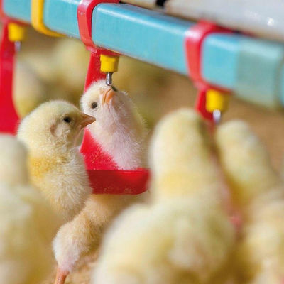 Máy cho gà ăn và uống có đường kính 330mm Phễu gavanized nóng