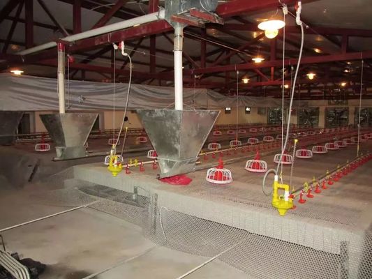 Chứng nhận CE Thiết bị gia cầm gà Cài đặt dễ dàng