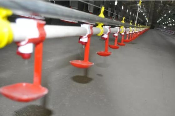Hệ thống uống núm vú gà bồ câu ấp trứng tự động cho nhà máy sản xuất